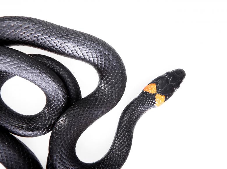 Free stock image of Black Snake created by 2happy