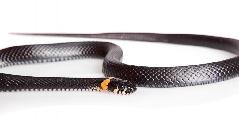 Free stock image of Black Snake created by 2happy