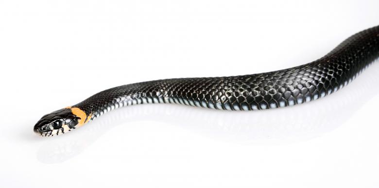 Free stock image of Black Snake created by 2happy