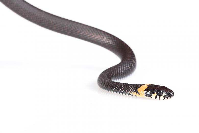 Free stock image of Black Snake created by 2happy