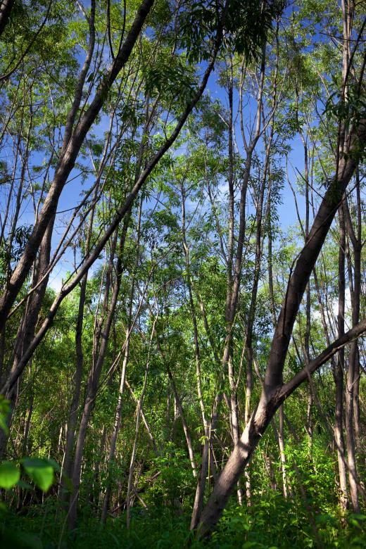 Free stock image of forest created by 2happy
