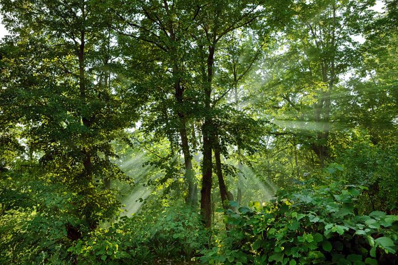 Free stock image of forest created by 2happy