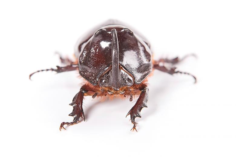 Free stock image of beetle  created by 2happy
