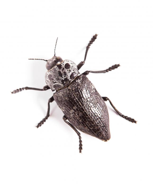 Free stock image of beetle  created by 2happy