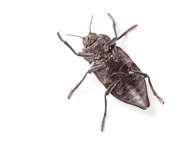 Free stock image of beetle created by 2happy