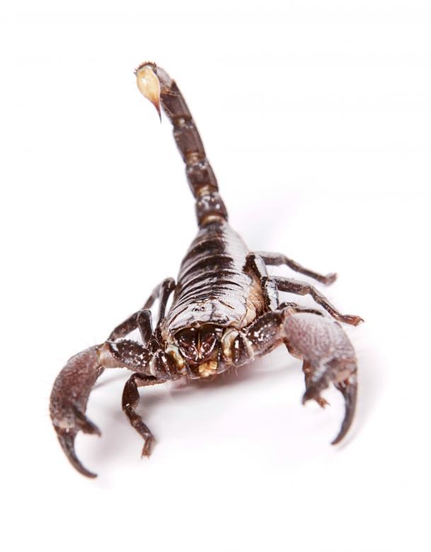Free stock image of Scorpion created by 2happy