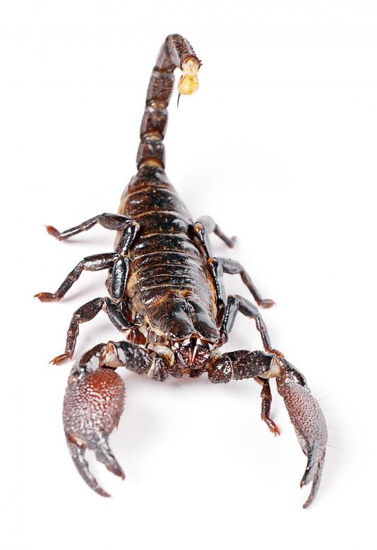Free stock image of Scorpion on White created by 2happy