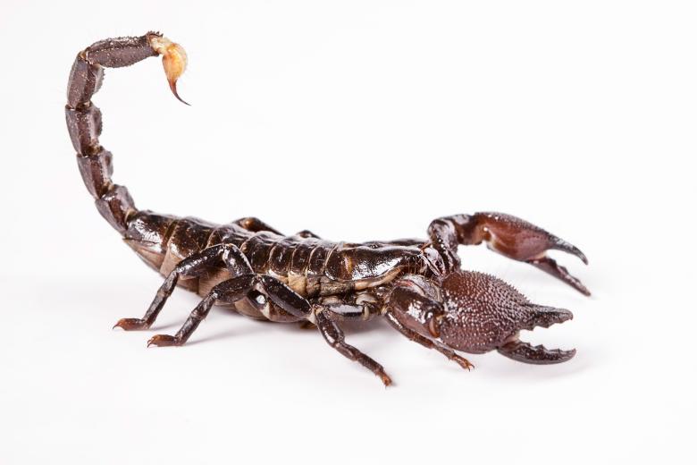 Free stock image of scorpion created by 2happy