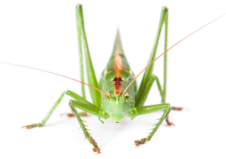 Free stock image of Green Grasshopper created by 2happy