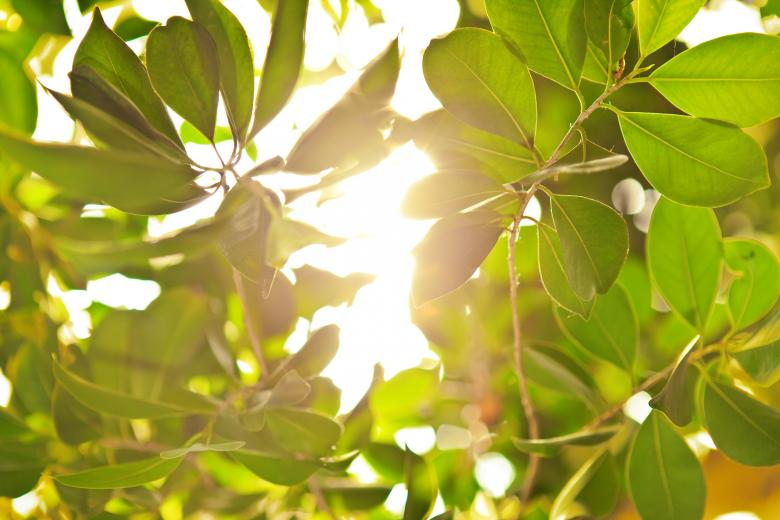 Free stock image of leaves created by 2happy