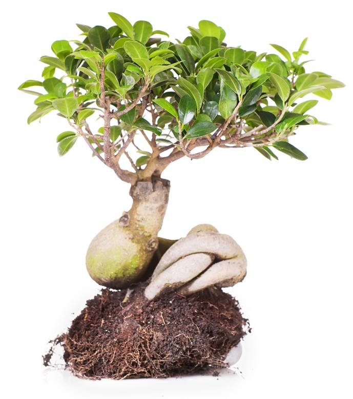 Free stock image of little tree created by 2happy