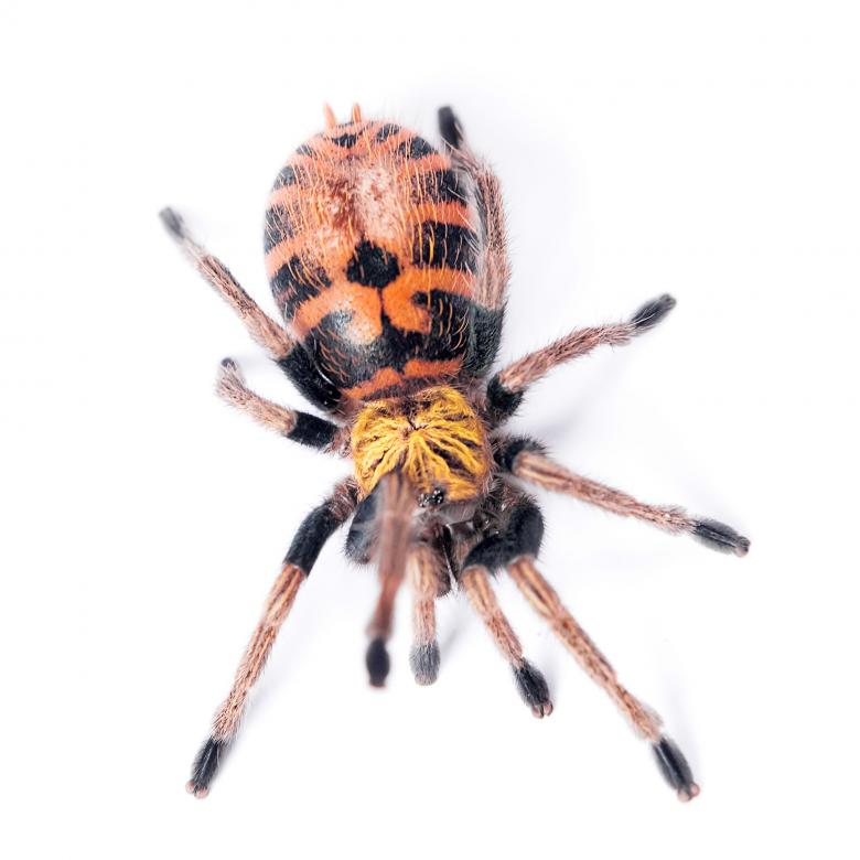 Free stock image of spider created by 2happy