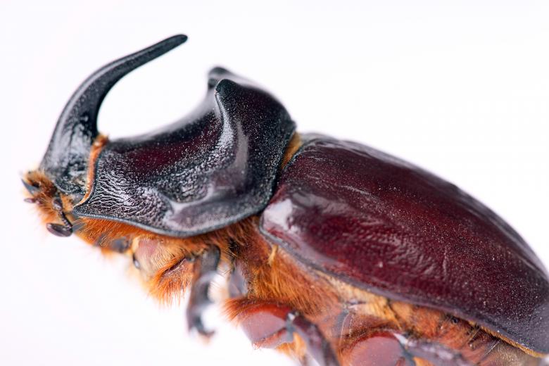 Free stock image of bug created by 2happy