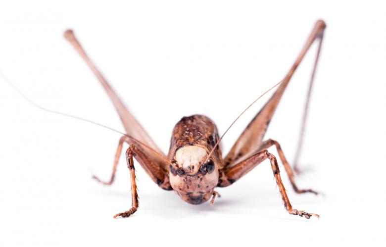 Free stock image of Grasshopper created by 2happy