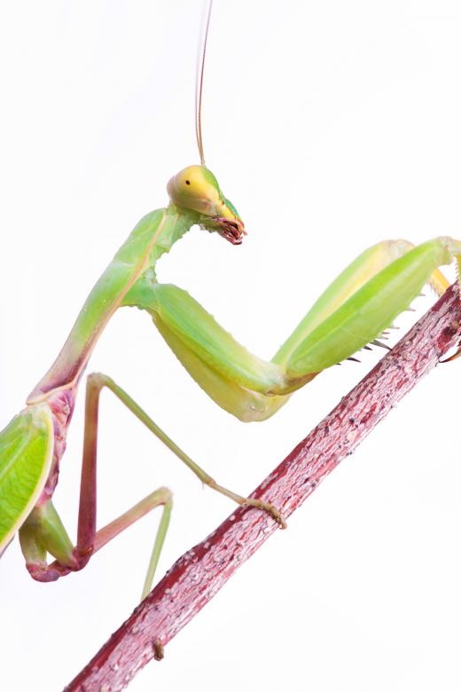 Free stock image of Praying Mantis created by 2happy