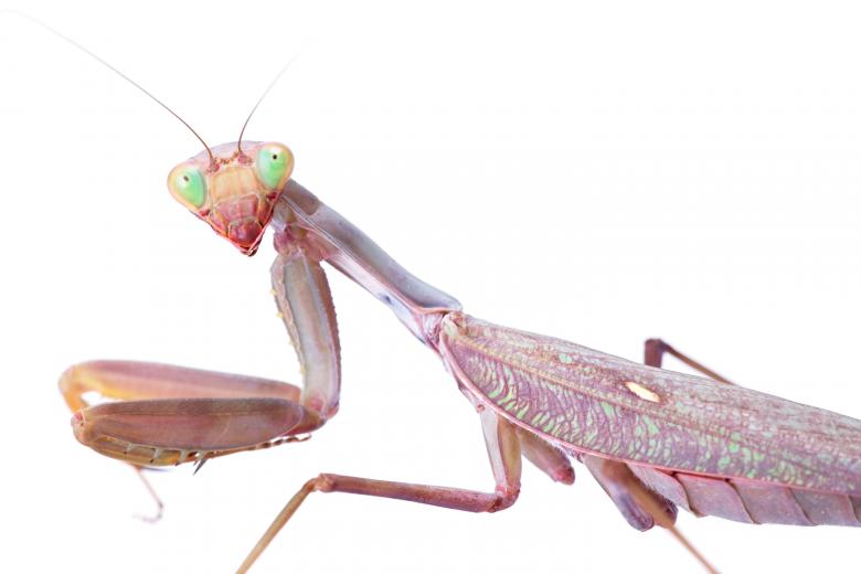 Free stock image of Praying Mantis created by 2happy
