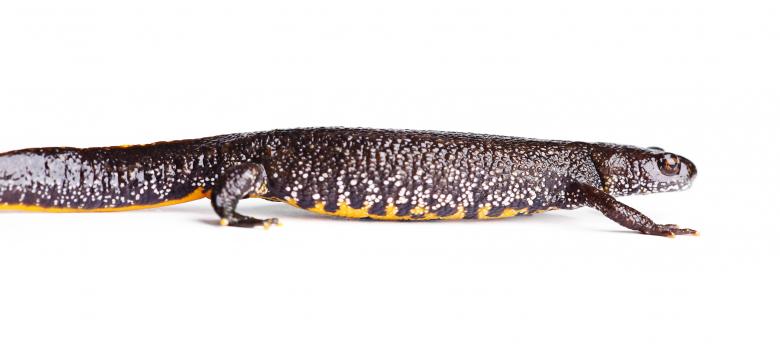 Free stock image of Yellow belly lizard created by 2happy