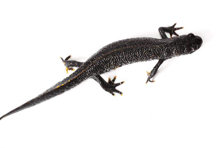 Free stock image of Lizard on white - Top view created by 2happy