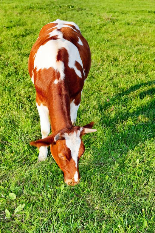 Free stock image of Cow  created by 2happy