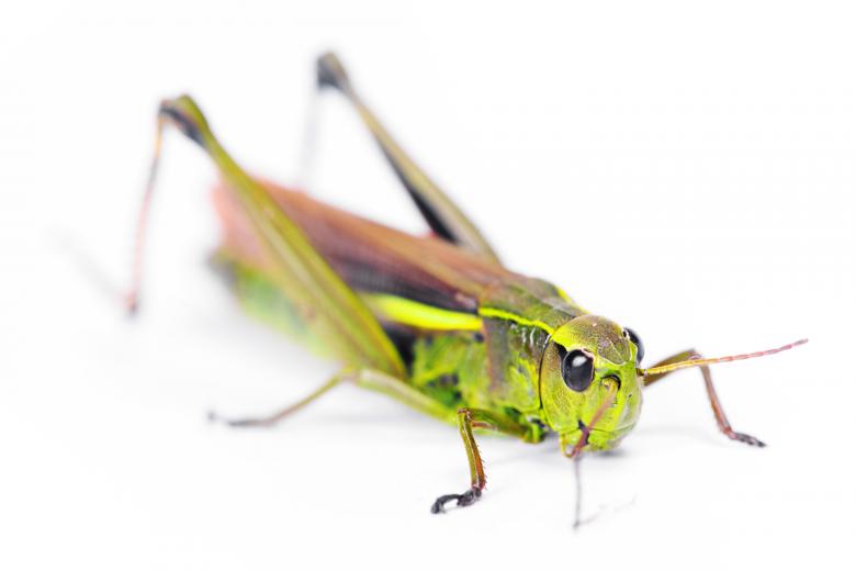 Free stock image of Grasshopper  created by 2happy