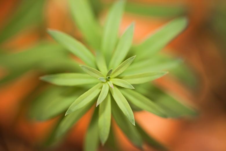 Free stock image of plant  created by 2happy