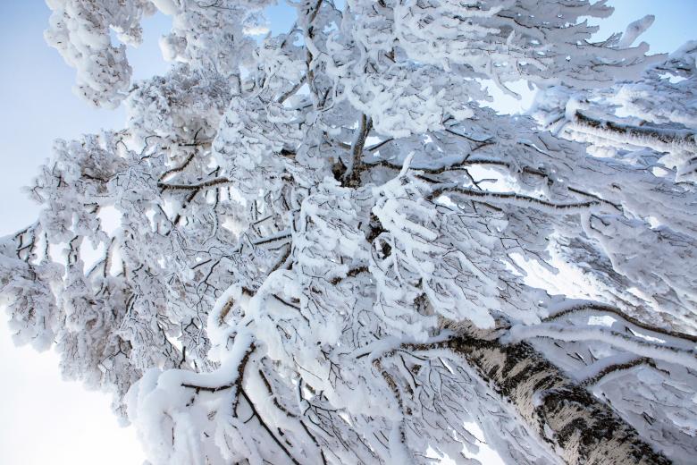 Free stock image of winter tree created by 2happy