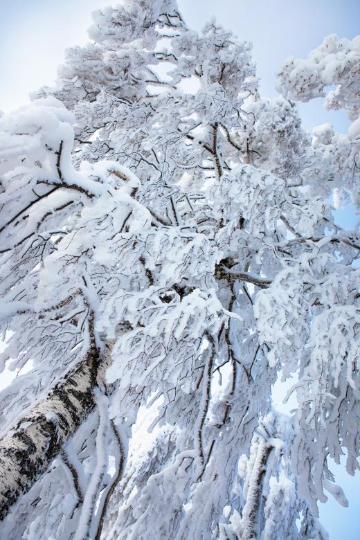 Free stock image of winter tree created by 2happy