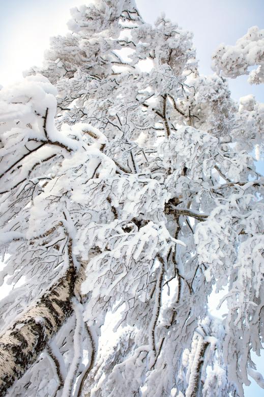 Free stock image of winter tree created by 2happy