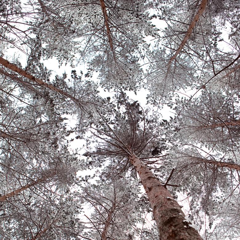 Free stock image of winter trees created by 2happy