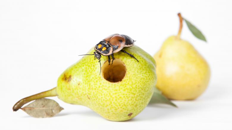 Free stock image of rotten pear created by 2happy