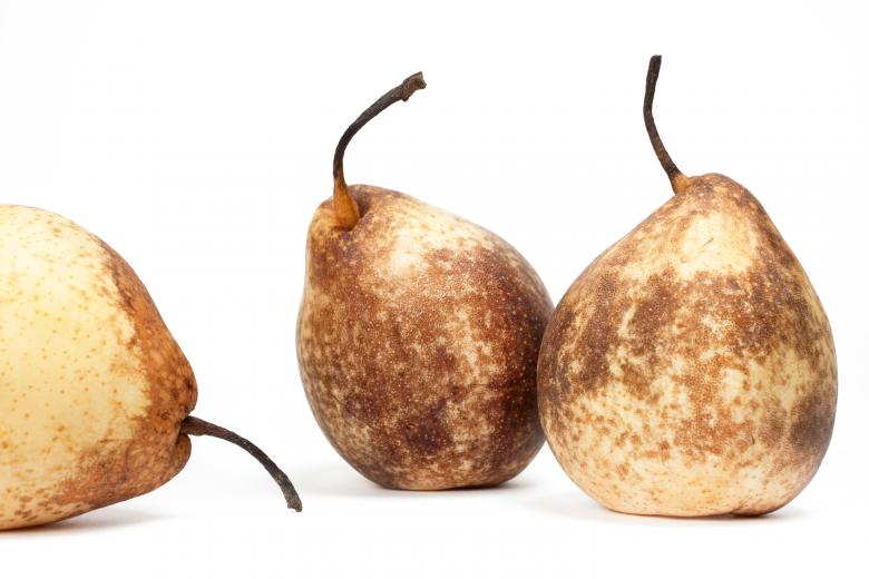 Free stock image of Pears created by 2happy