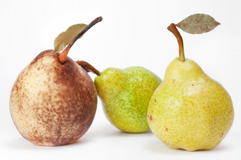Free stock image of pears  created by 2happy