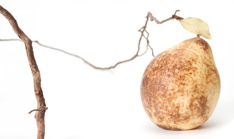 Free stock image of pear created by 2happy
