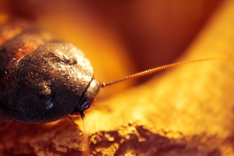 Free stock image of cockroach created by 2happy