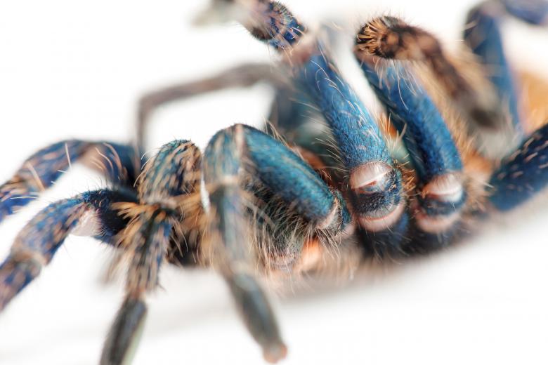 Free stock image of spider  created by 2happy