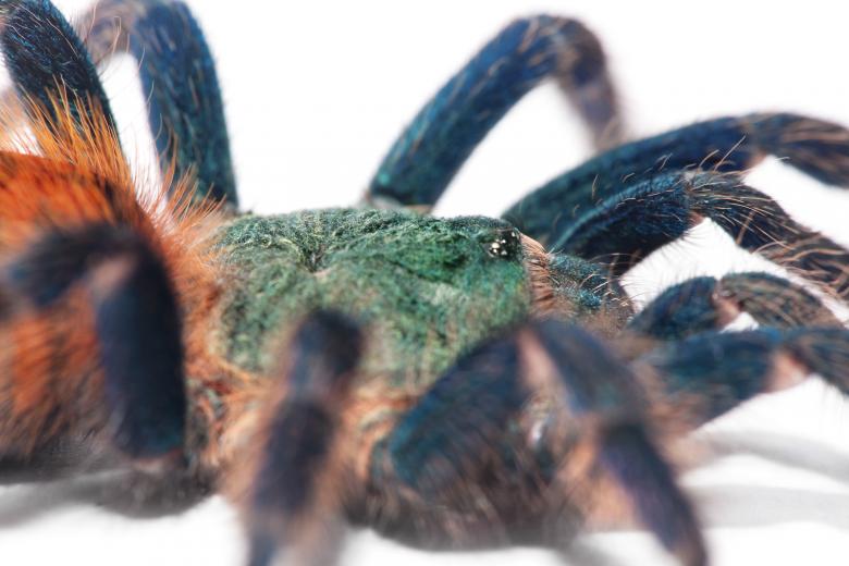 Free stock image of spider  created by 2happy