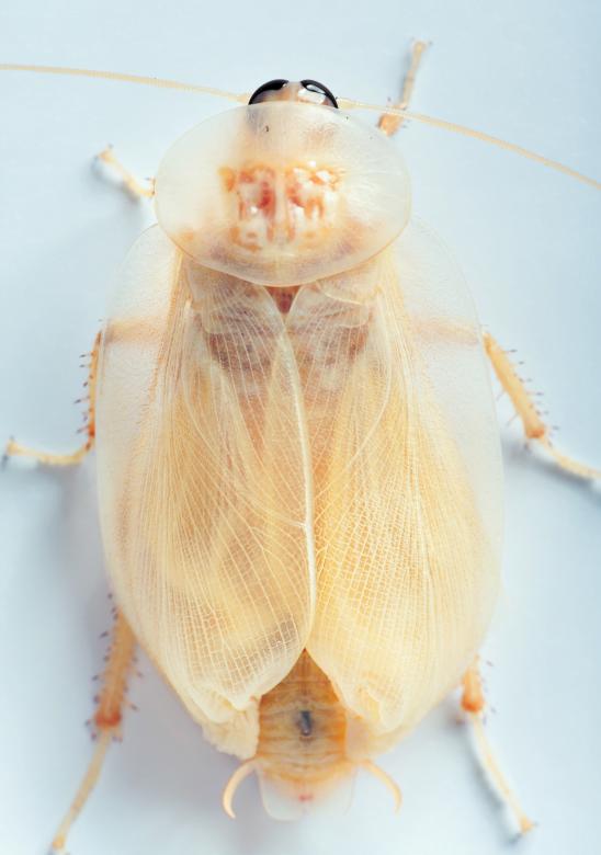 Free stock image of beetle created by 2happy