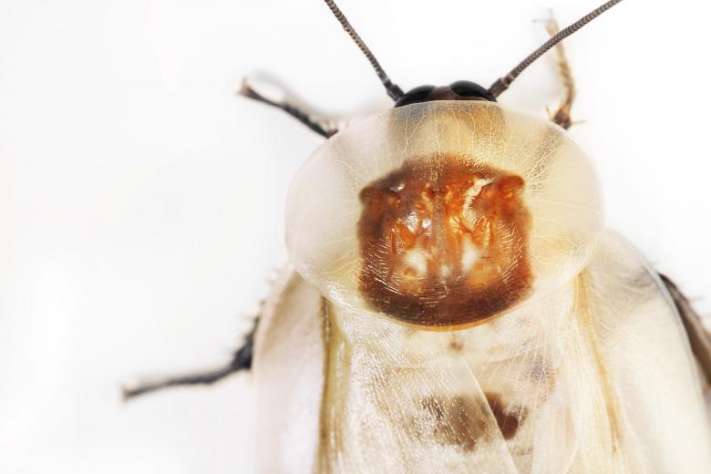 Free stock image of beetle created by 2happy
