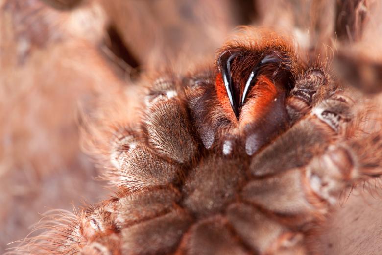 Free stock image of Spider Macro created by 2happy