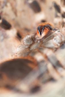 Spider Close Up - Free Stock Photo