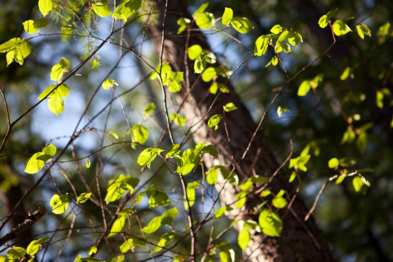 Free stock image of spring created by 2happy