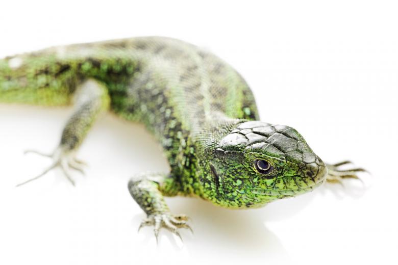 Free stock image of Green Lizard - Close up created by 2happy
