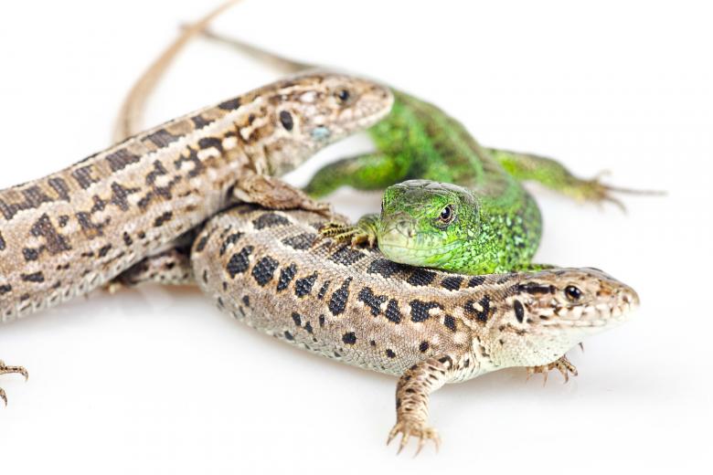 Free stock image of Close Up of Three Lizards created by 2happy