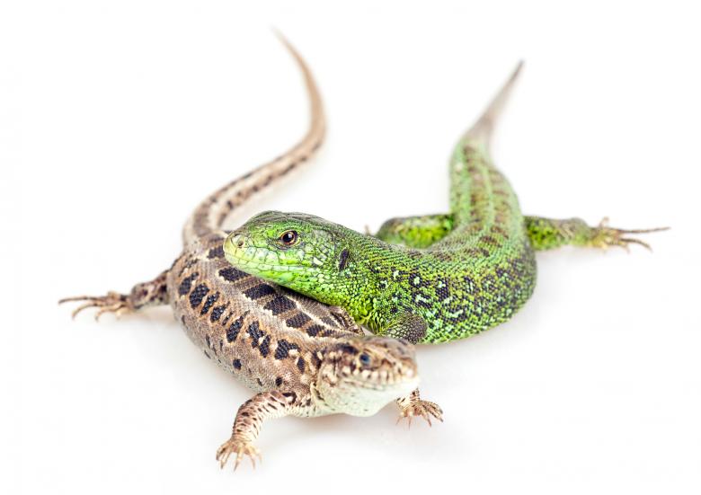 Free stock image of Pair of Lizards  created by 2happy