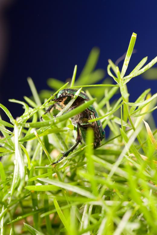 Free stock image of chafer beetle created by 2happy
