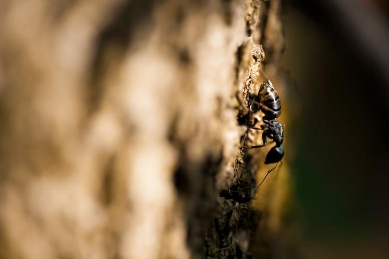 Free stock image of Ant Macro created by 2happy