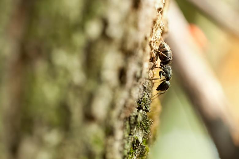 Free stock image of ant  created by 2happy