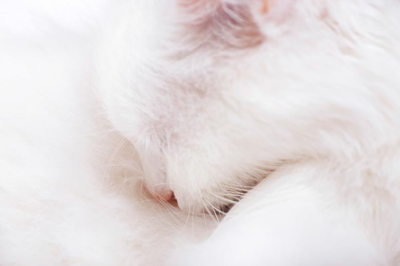 Free stock image of Cat created by 2happy
