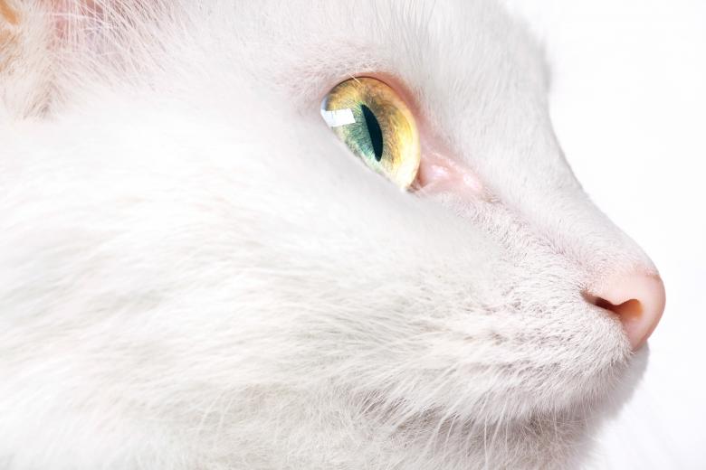 Free stock image of Cat created by 2happy