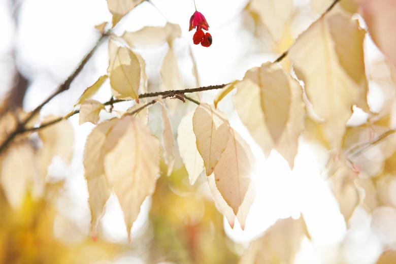 Free stock image of autumn leaves created by 2happy